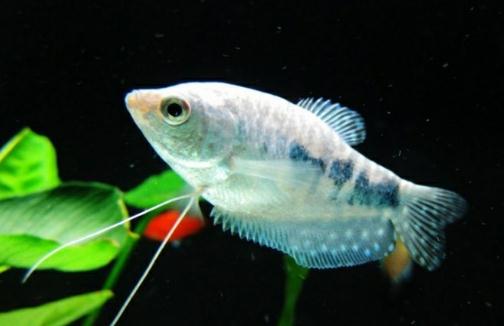 如何為熱帶海水魚預(yù)防疾病？