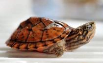 稚龜和幼龜的飼養方法