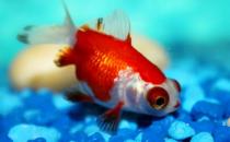 教你正確飼養金魚的方法