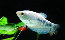 如何為熱帶海水魚預(yù)防疾病？