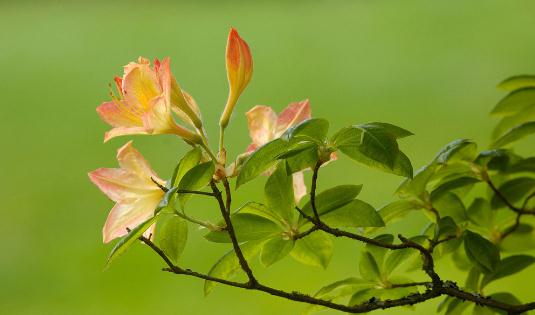 杜鵑花怎么種植？科學養殖杜鵑花的方法