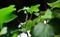 盆栽常青藤如何養(yǎng)殖？盆栽常青藤對(duì)土壤的要求