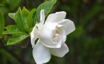 梔子花葉子發(fā)黃的原因是什么？