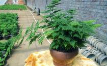養(yǎng)文竹的必知技術(shù)要點