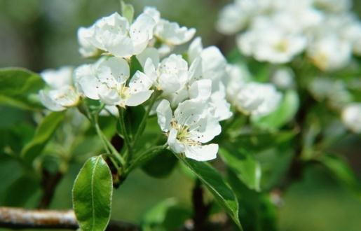 除了自來(lái)水還有什么水能澆花？