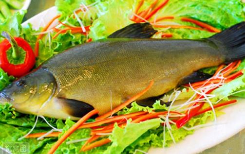 丁桂魚有什么營養價值與功效？