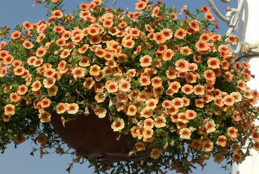 四月份如何養花最好？