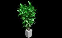 室內觀葉植物的常見問題診治