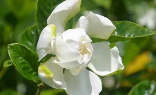 梔子花都有什么種類？梔子花對環境的要求