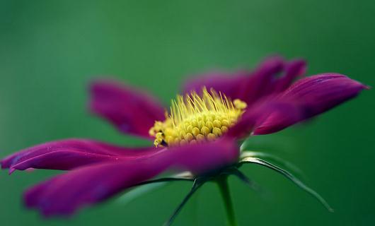 秋季適合養(yǎng)什么花？秋季如何養(yǎng)花？