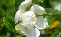 梔子花都有什么種類？梔子花對環(huán)境的要求