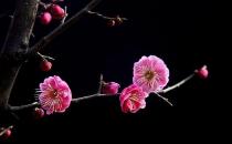 梅花有什么種類？梅花的生長習性