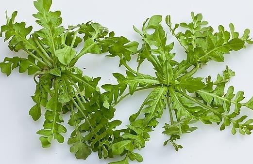 春季吃什么野菜好？四種食用野菜介紹