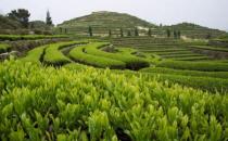 安溪茶怎么喝？安溪茶的功效