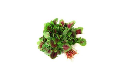 米莧菜是什么？米莧菜有什么功效？