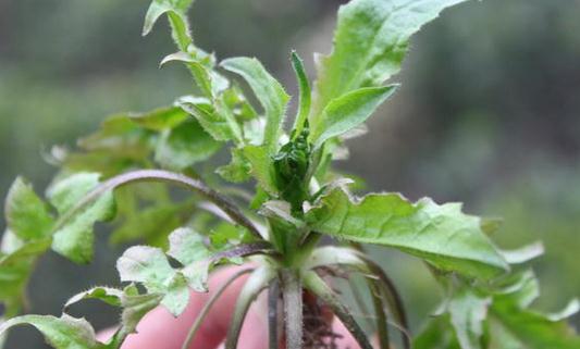 這些野菜營養(yǎng)又好吃 你吃過嗎？