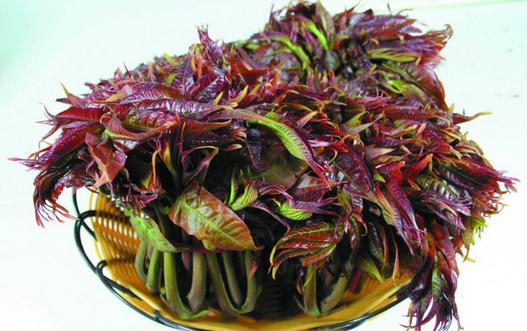 香椿不焯燙真的會(huì)中毒嗎？