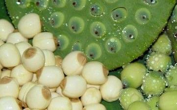 【蓮子】_營養(yǎng)價值,功效與作用,怎么吃,做法,適用人群,食用禁忌