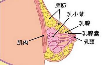 【乳房】乳房的位置發(fā)育結(jié)構(gòu)_胸部保健_乳房圖片_乳房的生理知識(shí)