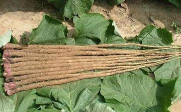 【牛蒡】牛蒡的功效與作用營養(yǎng)價值_牛蒡怎么做好吃_牛蒡的做法大全