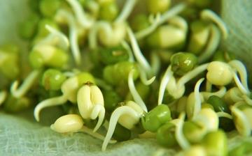 【綠豆芽】綠豆芽的營(yíng)養(yǎng)價(jià)值_綠豆芽怎么做好吃_綠豆芽的做法大全