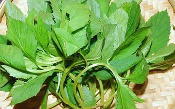 【苦菜】苦菜的功效與作用營養價值_苦菜怎么做好吃_苦菜的做法大全