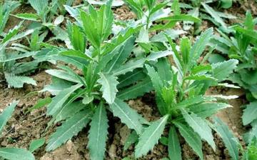 【大薊】大薊的營養價值_大薊怎么做好吃_大薊的做法大全 【大薊】大薊的營養價值_大薊怎么做好吃_大薊的做法大全