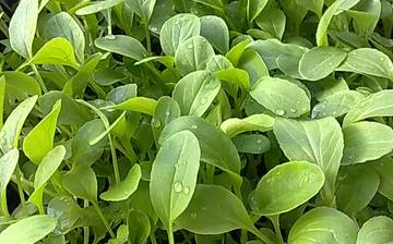 【雞毛菜】雞毛菜的營養價值_雞毛菜怎么做好吃_雞毛菜的做法大全 【雞毛菜】雞毛菜的營養價值_雞毛菜怎么做好吃_雞毛菜的做法大全