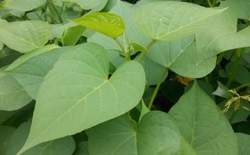 【紅薯葉】紅薯葉的營養(yǎng)價(jià)值_紅薯葉怎么做好吃_紅薯葉的做法大全
