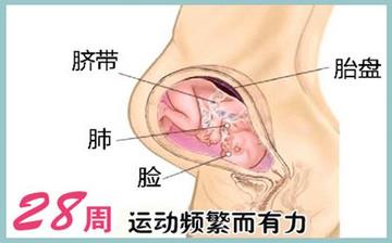 【懷孕28周】懷孕28周癥狀_懷孕28周胎兒變化_媽媽狀態(tài)_懷孕28周注意事項(xiàng) 【懷孕28周】懷孕28周癥狀_懷孕28周胎兒變化_媽媽狀態(tài)_懷孕28周注意事項(xiàng)