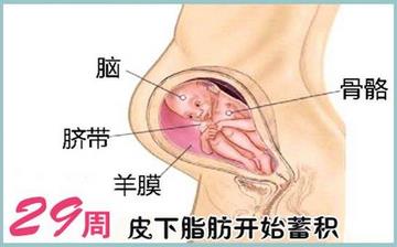 【懷孕29周】懷孕29周癥狀_懷孕29周胎兒變化_媽媽狀態_懷孕29周注意事項 【懷孕29周】懷孕29周癥狀_懷孕29周胎兒變化_媽媽狀態_懷孕29周注意事項