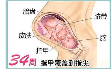 【懷孕34周】懷孕34周發育指標_懷孕34周胎兒變化_媽媽狀態_懷孕34周注意事項 【懷孕34周】懷孕34周發育指標_懷孕34周胎兒變化_媽媽狀態_懷孕34周注意事項