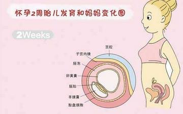 【懷孕2周】早孕2周癥狀_懷孕2周胎兒圖片_懷孕2周吃什么補身體 【懷孕2周】早孕2周癥狀_懷孕2周胎兒圖片_懷孕2周吃什么補身體