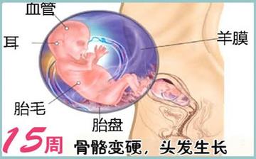【懷孕15周】懷孕15周癥狀_懷孕15周胎兒圖片_B超數據_懷孕15周吃什么補身體 【懷孕15周】懷孕15周癥狀_懷孕15周胎兒圖片_B超數據_懷孕15周吃什么補身體