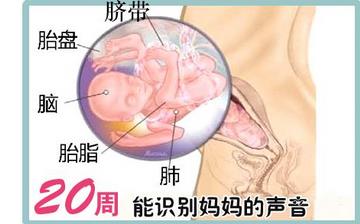 【懷孕20周】懷孕20周癥狀_懷孕20周胎兒圖片_B超數據_懷孕20周吃什么補身體 【懷孕20周】懷孕20周癥狀_懷孕20周胎兒圖片_B超數據_懷孕20周吃什么補身體