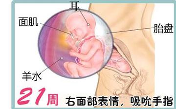【懷孕21周】懷孕21周癥狀_懷孕21周胎兒圖片_B超數據_懷孕21周吃什么補身體 【懷孕21周】懷孕21周癥狀_懷孕21周胎兒圖片_B超數據_懷孕21周吃什么補身體