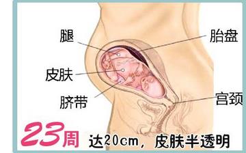 【懷孕23周】懷孕23周癥狀_懷孕23周胎兒圖片_B超數(shù)據(jù)_懷孕23周吃什么補(bǔ)身體 【懷孕23周】懷孕23周癥狀_懷孕23周胎兒圖片_B超數(shù)據(jù)_懷孕23周吃什么補(bǔ)身體