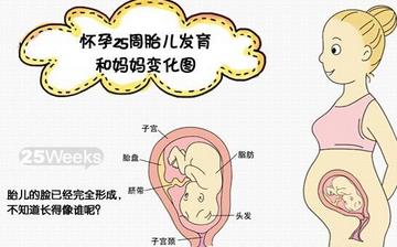 【懷孕25周】懷孕25周癥狀_懷孕25周胎兒變化_媽媽狀態_懷孕25周注意事項
