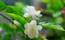 茉莉怎么吃？茉莉可清熱解毒