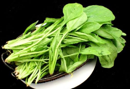 菠菜可不可以生吃？