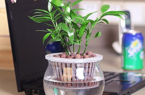 水培植物的養(yǎng)護(hù)技巧 養(yǎng)護(hù)水培植物的注意事項