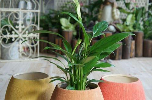 水培植物的養(yǎng)護(hù)技巧 養(yǎng)護(hù)水培植物的注意事項
