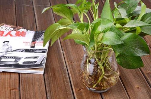 水培植物的養(yǎng)護(hù)技巧 養(yǎng)護(hù)水培植物的注意事項