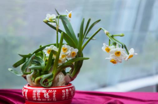 水仙花的正確養護方法 養水仙花的注意事項