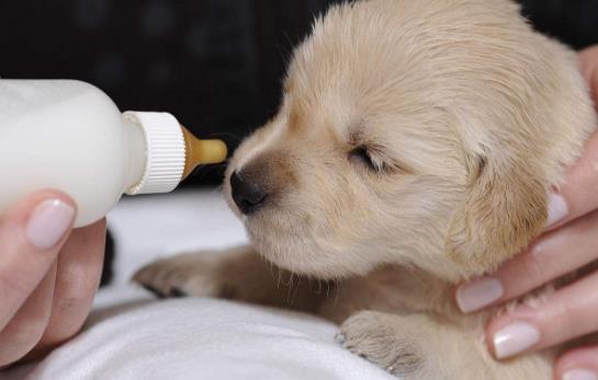 沒斷奶的小狗怎么照顧？仔犬飼養方法