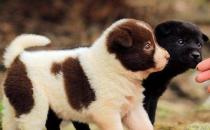 正確喂養(yǎng)幼犬的方法及養(yǎng)狗一些注意事項