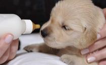 沒斷奶的小狗怎么照顧？仔犬飼養(yǎng)方法