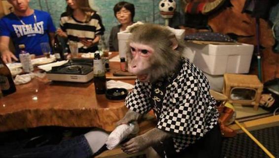 日本最火爆的餐廳之一 猴子當服務(wù)生，報酬只要香蕉