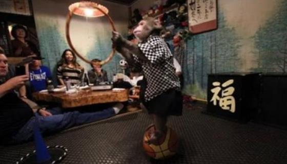 日本最火爆的餐廳之一 猴子當服務(wù)生，報酬只要香蕉