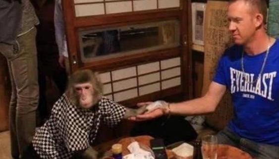 日本最火爆的餐廳之一 猴子當服務(wù)生，報酬只要香蕉